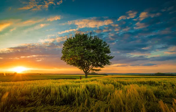 Picture field, grass, landscape, nature, tree, dawn