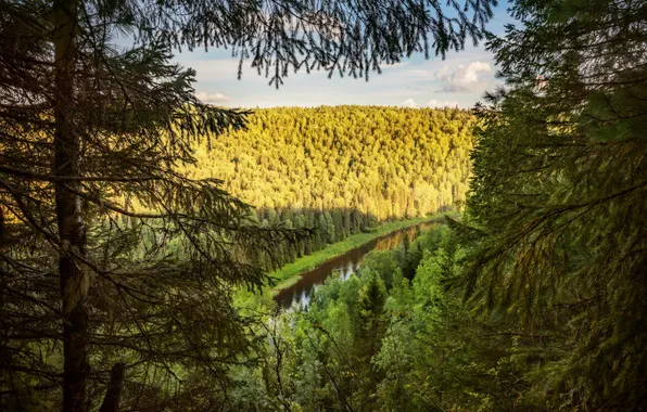 Greens, forest, summer, the sky, light, trees, branches, nature