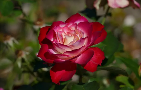 Leaves, flowers, red, background, roses, garden, buds, scarlet