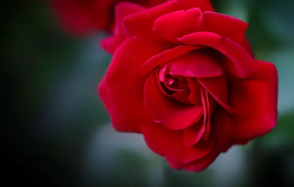 Picture macro, flowers, red, roses, petals