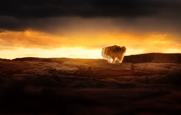Nature, dog, collie, sheltie