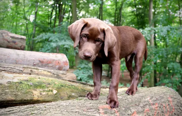 Picture forest, background, dog