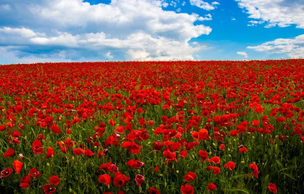 Summer, the sky, clouds, flowers, blue, Maki, red, a lot