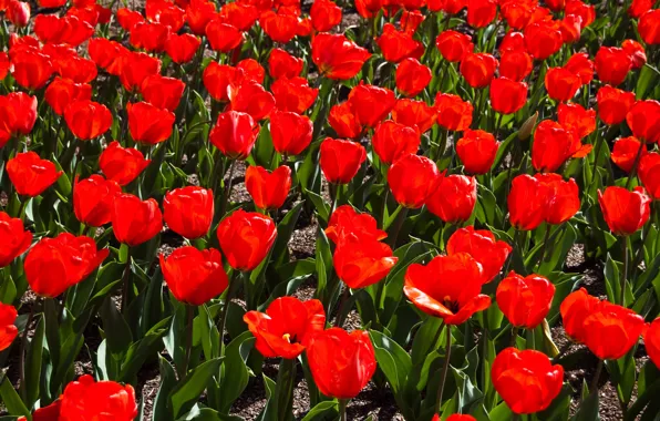 Picture Field, Spring, Spring, Field, Red tulips, Red tulips