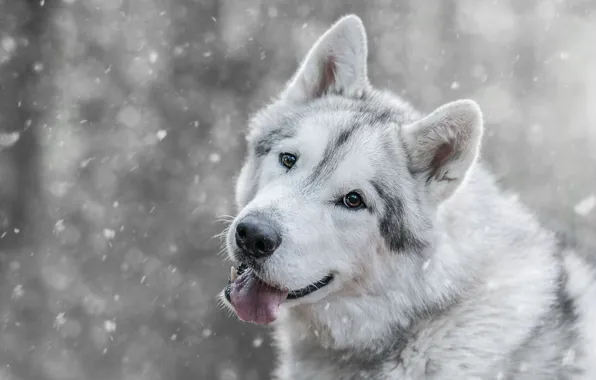 Winter, language, look, face, snow, wolf, dog, mouth