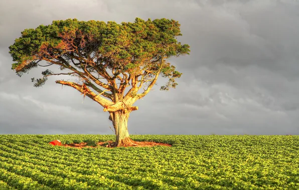 Field, the sky, trees