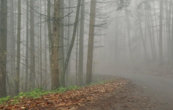 Picture road, autumn, fog