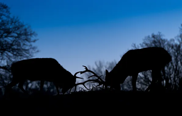 Picture fight, the evening, silhouette, pair, horns, twilight, deer, the fight