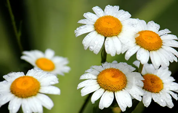 Drops, macro, chamomile