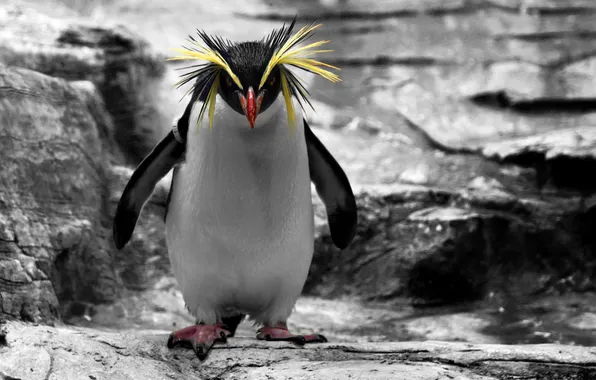 Picture background, bird, penguin, Golden-haired