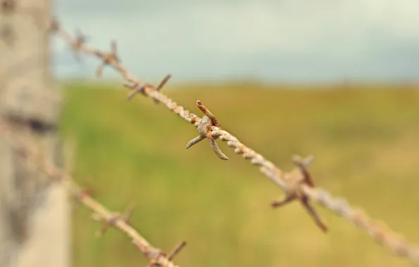 Picture macro, rusty, barbed wire