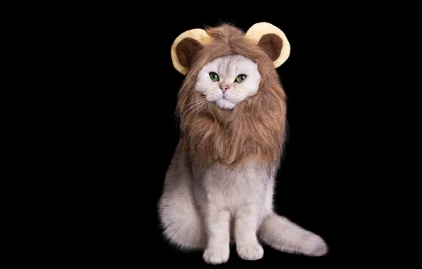 Cat, white, cat, look, pose, Leo, mask, mane