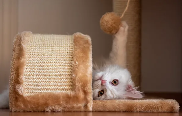 Cat, white, look, pose, kitty, the game, lies, face