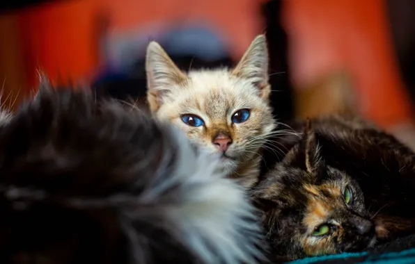 Cat, cat, look, cats, pose, kitty, two, light