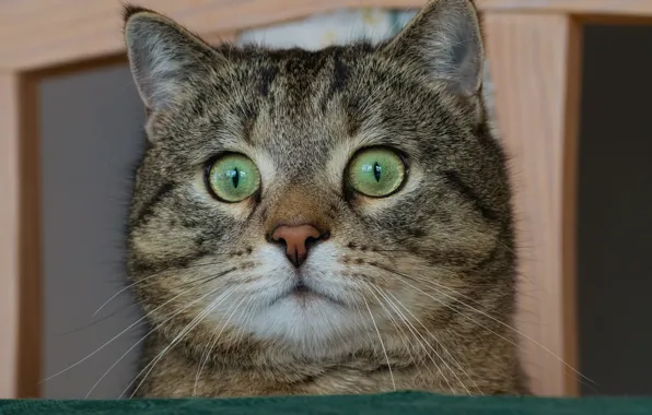 Cat, cat, look, muzzle, eyes