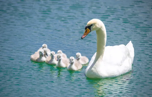 Water, birds, Swan, swans, Chicks, family