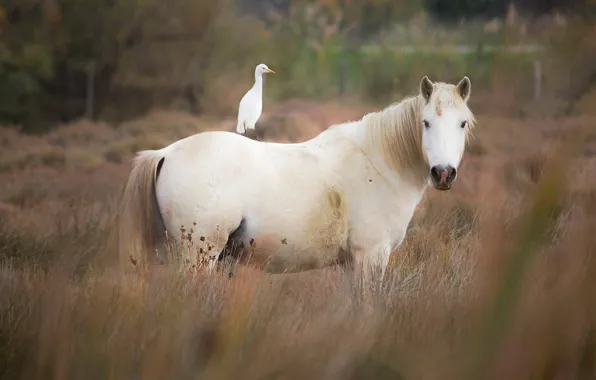 Picture field, autumn, white, grass, look, nature, horse, bird