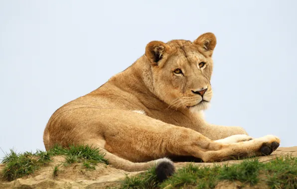 Picture grass, look, face, pose, background, portrait, paws, lies