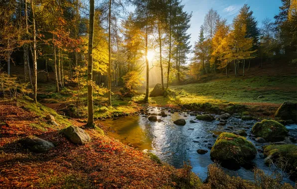 The sun, Nature, Autumn, Trees, Germany, Leaves, Stones, Moss