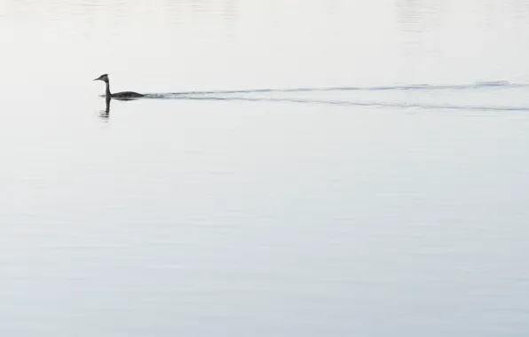 Nature, lake, duck