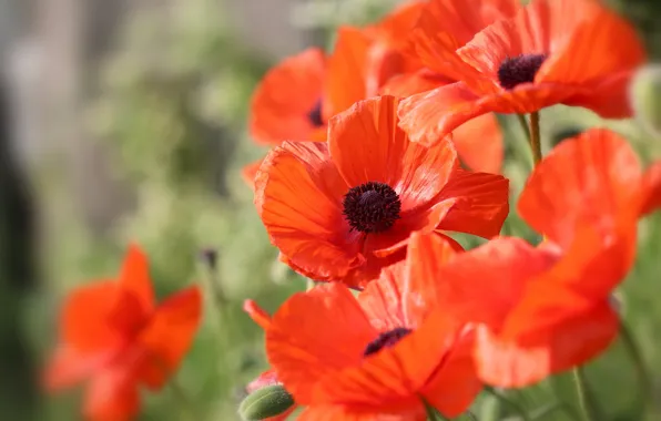 Macro, flowers, nature, Maki