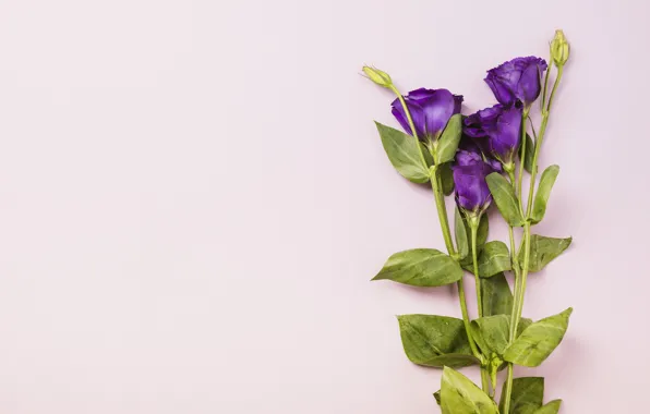 Flowers, bouquet, Purple, Eustoma