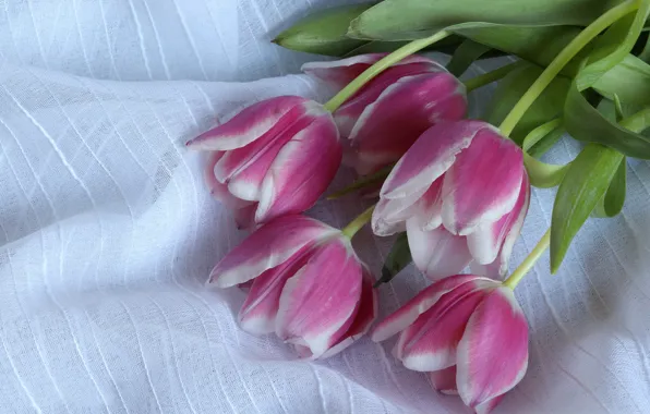Tulips, fabric, pink, buds