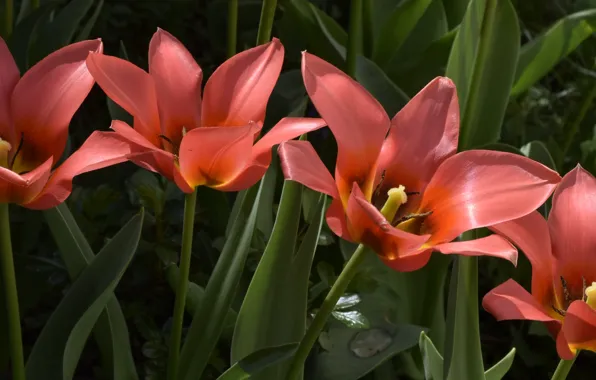 Picture Tulips, Tulips, Orange tulips, Orange tulips