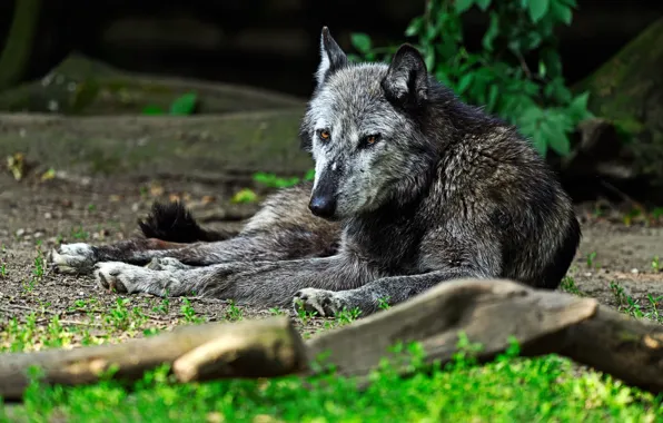 Picture grass, look, face, nature, grey, wolf, lies, snag