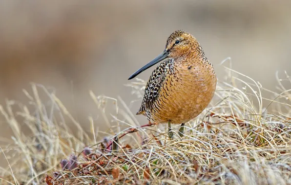 Picture bird, beak, American bukasovii black-tailed Godwit