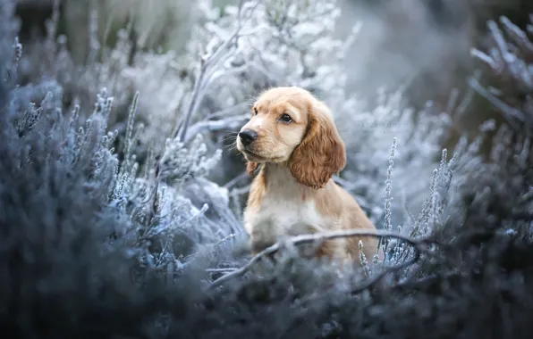 Picture frost, grass, dog, English Cocker Spaniel