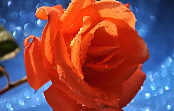 Flower, water, drops, Rosa, rose, petals, Bud