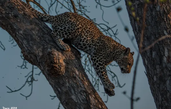 Picture predator, paws, spot, leopard, wild cat, young