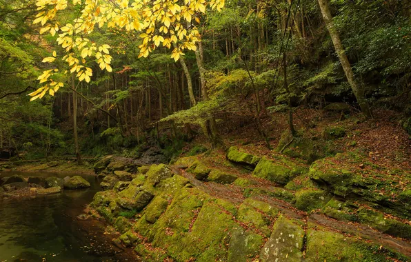 Autumn, forest, trees, rock, river, stones