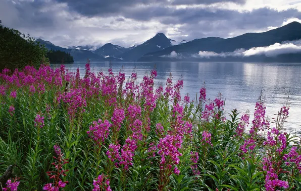 The sky, clouds, flowers, mountains, nature, lake, Alaska, USA