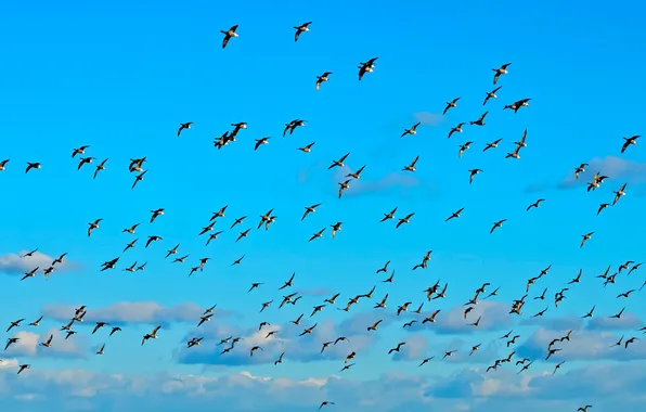 The sky, clouds, birds, pack