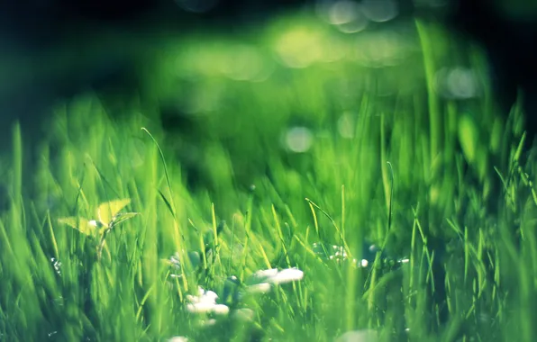 Greens, grass, bokeh