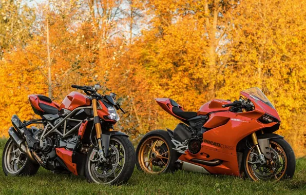 FOREST, NATURE, GRASS, AUTUMN, BIKE, DUCATI