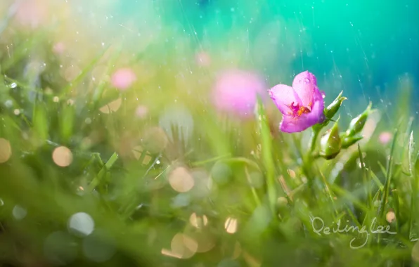 Picture flower, grass, drops, rain, bokeh