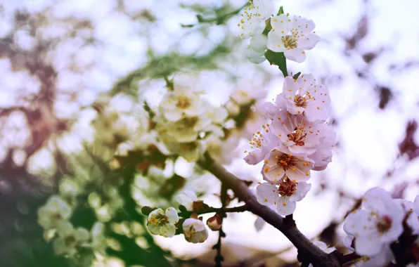 Greens, flowers, heat, spring, apricot, Apple, bokeh