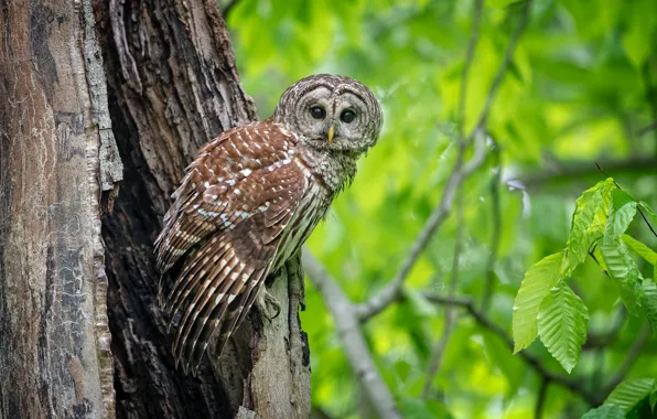 Picture trees, owl, bird