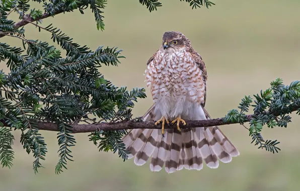 Bird, branch, feathers, Hawk, Sparrowhawk