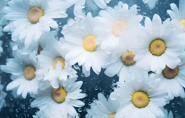 Water, drops, flowers, bubbles, chamomile, gentle, white, in the water