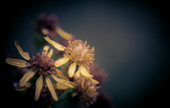 Macro, flowers, after the rain, bokeh, Ragwort