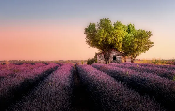 Field, summer, the sky, trees, flowers, France, the evening, the barn