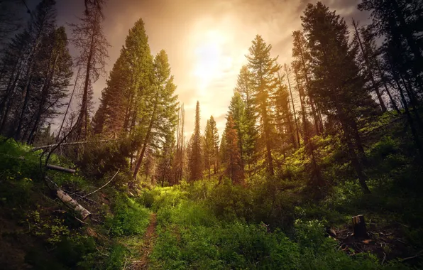 Forest, nature, morning