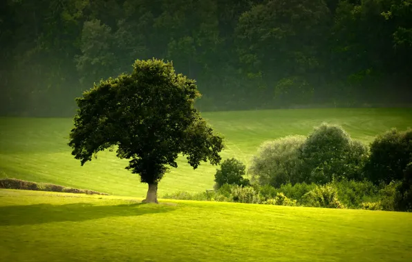 Greens, forest, summer, trees, meadow