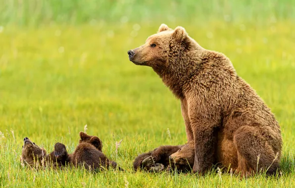 Grass, stay, glade, baby, bear, lies, profile, bear