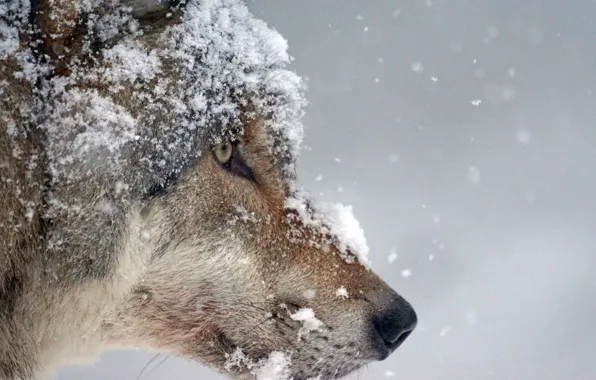 Picture nature, predator, animal, wolf, wildlife, portrait., Canis lupus.snow