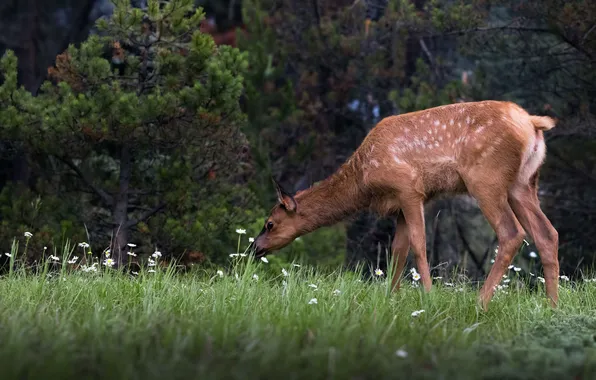 Forest, grass, flowers, glade, deer, meadow, pine, fawn